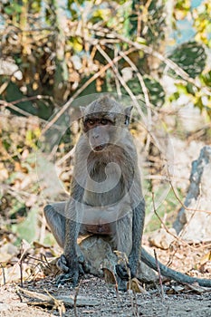 Long-Tailed macaque monkey