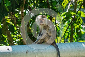 Long-Tailed macaque monkey