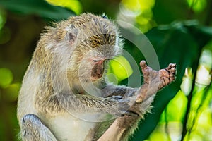 Long-Tailed macaque monkey