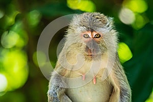 Long-Tailed macaque monkey