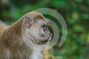 Long-Tailed macaque monkey