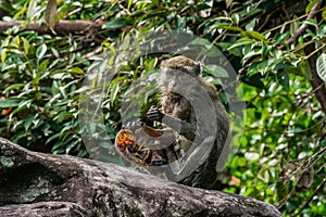 Long-Tailed macaque monkey