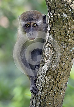 Long-tailed macaque monkey