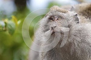 Long-tailed Macaque Monkey