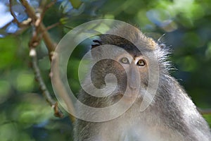 Long-tailed Macaque Monkey