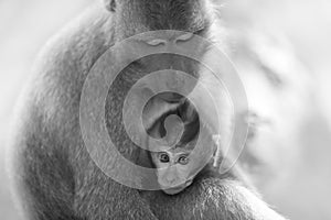 Long-tailed Macaque Monkey