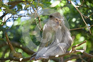 Long-tailed Macaque Monkey
