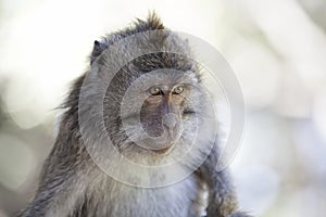 Long-tailed Macaque Monkey