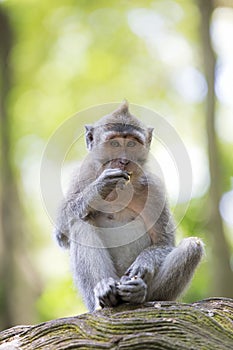 Long-tailed Macaque Monkey