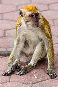 Long tailed Macaque monkey at a Hindu Temple (Batu Caves) in Malaysia photo