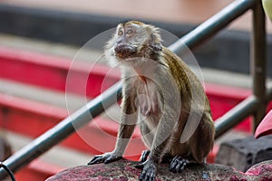 Long tailed Macaque monkey at a Hindu Temple (Batu Caves) in Malaysia photo