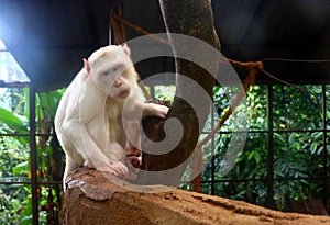 Long-tailed macaque monkey sitting on tree branch