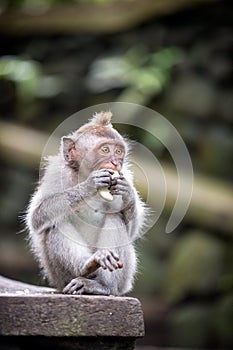 Long-tailed Macaque Monkey