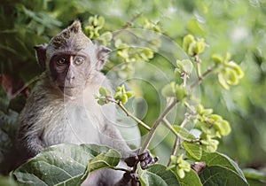 Long tailed macaque monkeys baby