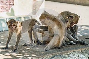 Long-Tailed macaque monkeys grooming