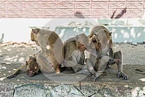 Long-Tailed macaque monkeys grooming