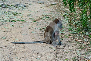 Long-Tailed macaque monkeys grooming