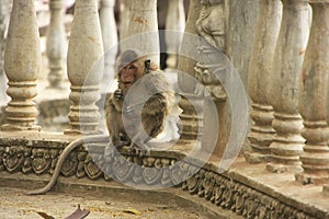 Long-tailed macaque playing at Phnom Sampeau, Battambang, Cambodia