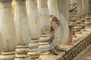 Long-tailed macaque playing at Phnom Sampeau, Battambang, Cambodia