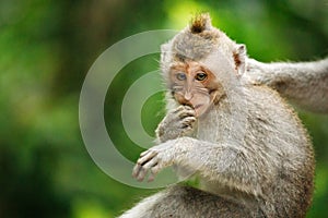 Long-tailed macaque in Sacred Monkey Forest, Ubud, Indonesia