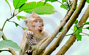This is Long-tailed macaques