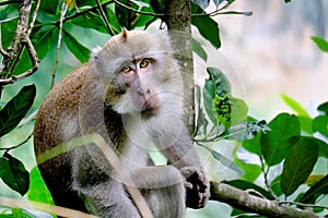 This is Long-tailed macaques