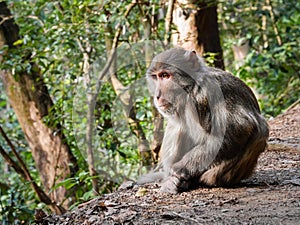 Long tailed macaques cud portrait