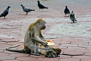 Long-tailed macaques, Gua Batu, Malaysia