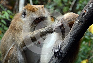 Long-tailed macaques, Langkawi, Malaysia
