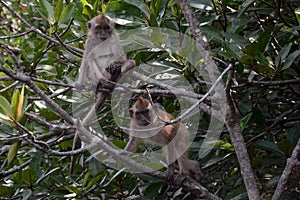 Long-tailed macaques, Langkawi, Malaysia