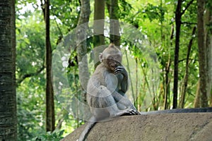 Long-tailed macaques (Macaca fascicularis) in Sacred Monkey Forest, Ubud, Indonesia