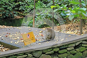 Long-tailed macaques (Macaca fascicularis) in Sacred Monkey Forest, Ubud, Indonesia