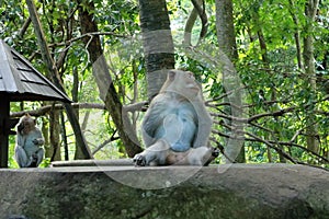 Long-tailed macaques (Macaca fascicularis) in Sacred Monkey Forest, Ubud, Indonesia photo