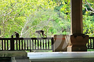 Long-tailed macaques (Macaca fascicularis) in Sacred Monkey Forest, Ubud, Indonesia