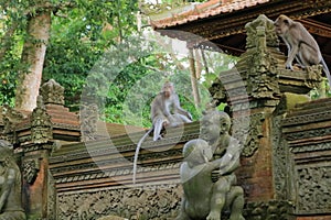 Long-tailed macaques (Macaca fascicularis) in Sacred Monkey Forest, Ubud, Indonesia