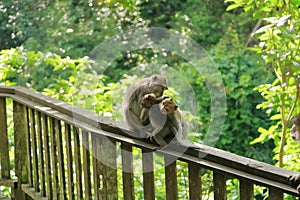 Long-tailed macaques (Macaca fascicularis) in Sacred Monkey Forest, Ubud, Indonesia