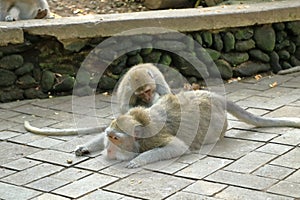Long-tailed macaques (Macaca fascicularis) in Sacred Monkey Forest, Ubud, Indonesia photo