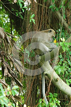 long-tailed macaques monkey