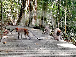 Long-tailed macaques in Singapore
