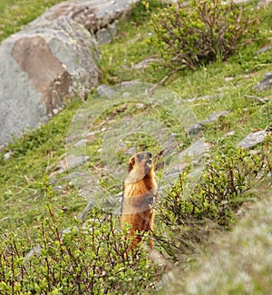 Long Tailed Marmot photo