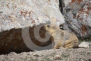 Long Tailed Marmot,  Marmota caudata, Khardugla, Jammu and Kashmir,