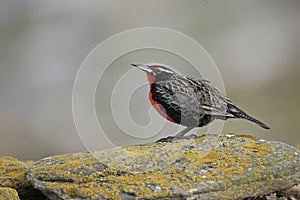 Long tailed meadow lark or Military starling, Sturnella loyca photo