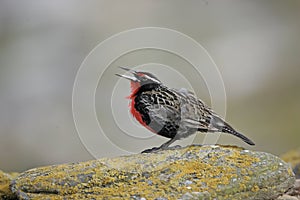 Long tailed meadow lark or Military starling, Sturnella loyca photo