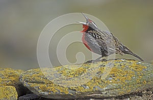 Long tailed meadow lark or Military starling, Sturnella loyca photo