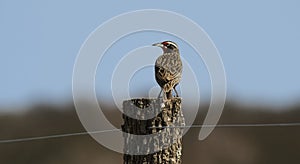 Long tailed Meadowlark,