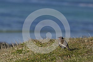 Long-tailed Meadowlark on the Falkland Islands