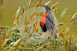 Long-tailed Meadowlark, Sturnella loyca falklandica, Saunders Island, Falkland Islands. Wildlife scene from nature. Red bird in t