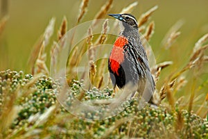 Long-tailed Meadowlark, Sturnella loyca falklandica, Saunders Island, Falkland Islands. Wildlife scene from nature. Red bird in t photo