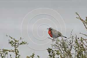 Long-tailed Meadowlark, Sturnella loyca, from Patagonia, Argentina photo
