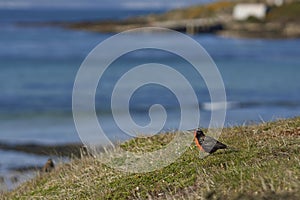 Long-tailed Meadowlark (Sturnella loyca falklandica) photo